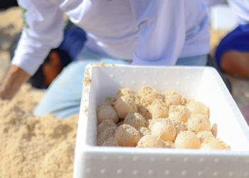 Récord histórico en Cancún: más de 900 mil huevos de tortuga resguardados