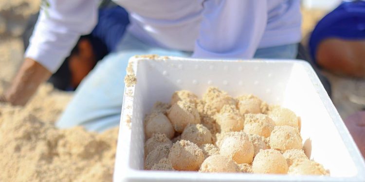 Récord histórico en Cancún: más de 900 mil huevos de tortuga resguardados