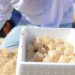 Récord histórico en Cancún: más de 900 mil huevos de tortuga resguardados