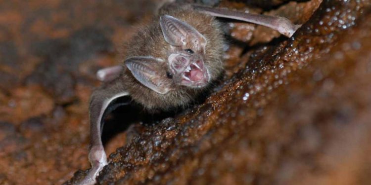 Refuerzan acciones contra el gusano barrenador con captura de murciélagos