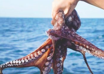 Captura de pulpo maya supera las 5 mil toneladas en primer mes de temporada