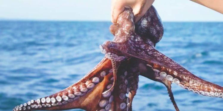 Captura de pulpo maya supera las 5 mil toneladas en primer mes de temporada
