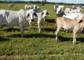 Con “supervacas”, sector privado busca reactivar la ganadería en Campeche