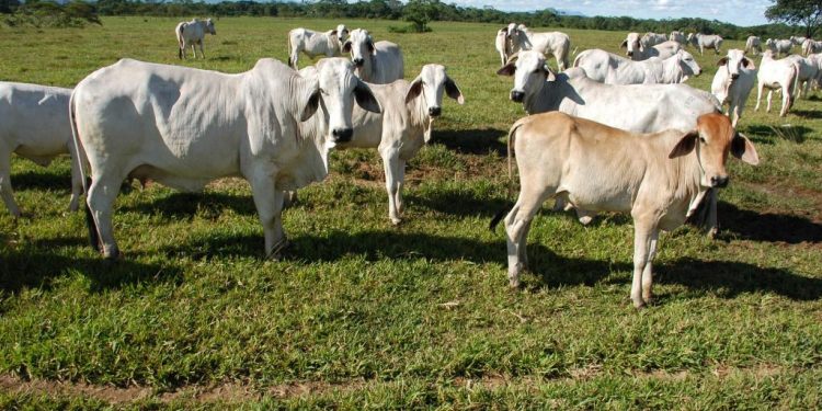 Con “supervacas”, sector privado busca reactivar la ganadería en Campeche