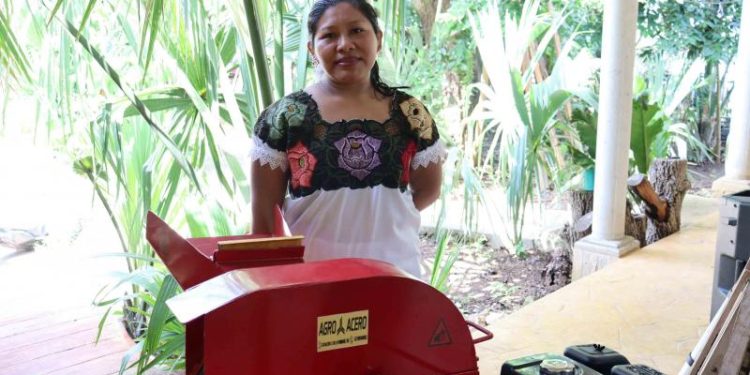 Más árboles para Yucatán gracias a reforestación sustentable en Xocén