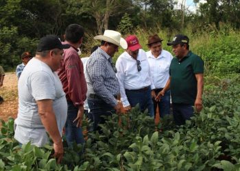 Se consolida la producción de soya huasteca en Tekax