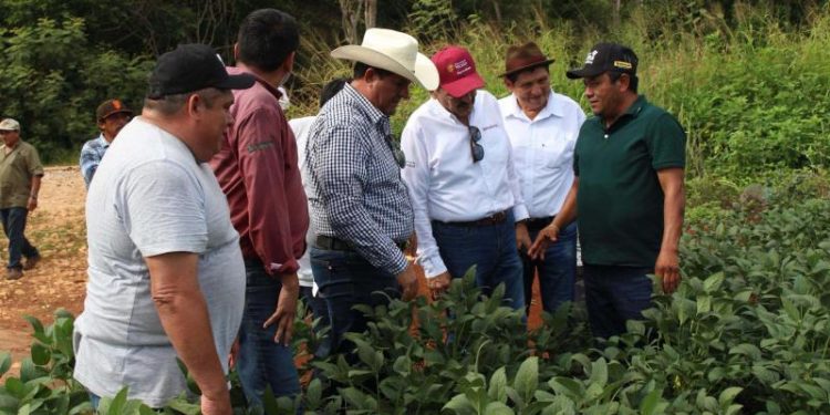 Se consolida la producción de soya huasteca en Tekax
