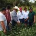 Se consolida la producción de soya huasteca en Tekax