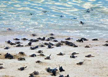 Tulum refuerza acciones para proteger a las tortugas marinas en temporada 2025