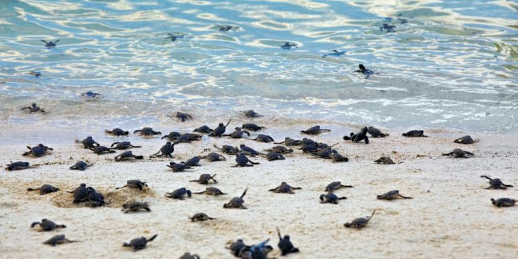 Tulum refuerza acciones para proteger a las tortugas marinas en temporada 2025