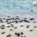 Tulum refuerza acciones para proteger a las tortugas marinas en temporada 2025
