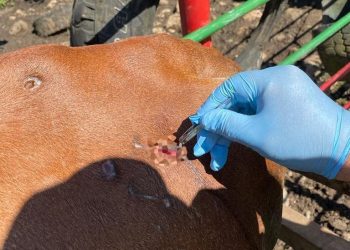 Contienen presencia del gusano barrenador en Quintana Roo