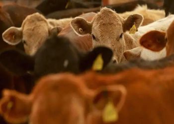 Gobierno mexicano analiza nuevas acciones ante plaga del gusano barrenador