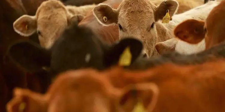Gobierno mexicano analiza nuevas acciones ante plaga del gusano barrenador