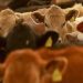 Gobierno mexicano analiza nuevas acciones ante plaga del gusano barrenador