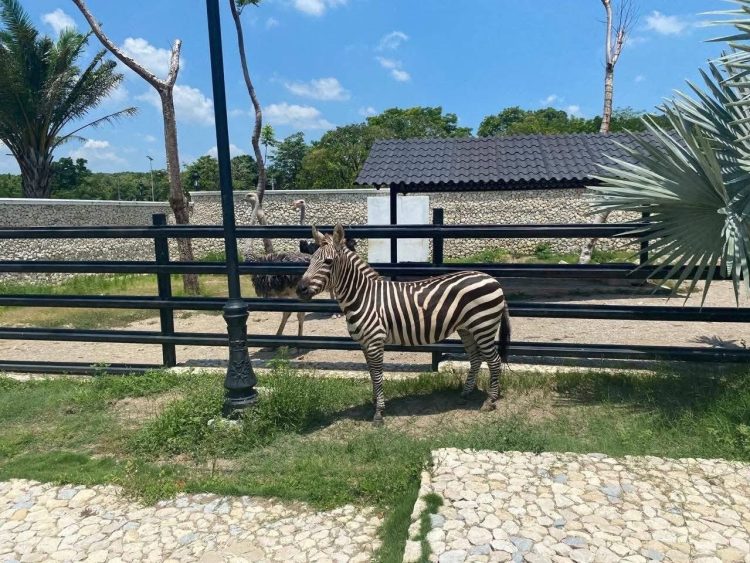 Aseguran propiedades de empresario en Altozano: hallan helicóptero, vehículos de lujo y animales exóticos en Villahermosa