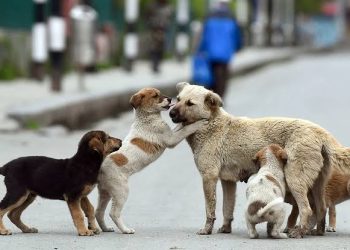 Más de 180 mil animales sobreviven en las calles de Cancún