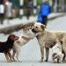 Más de 180 mil animales sobreviven en las calles de Cancún