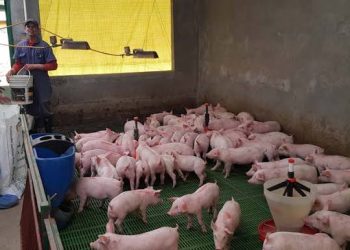 Comunidades Mayas en Yucatán Denuncian Contaminación por Granjas Porcícolas