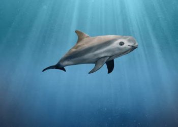 Día Internacional de la Vaquita Marina