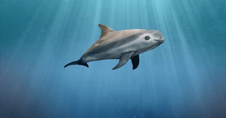 Día Internacional de la Vaquita Marina