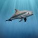 Día Internacional de la Vaquita Marina