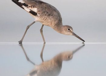 Día mundial de las aves playeras: un llamado a la conservación