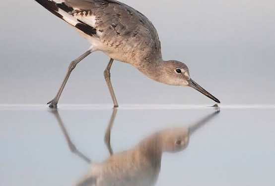 Día mundial de las aves playeras: un llamado a la conservación