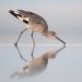 Día mundial de las aves playeras: un llamado a la conservación