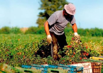 Día mundial de la agricultura