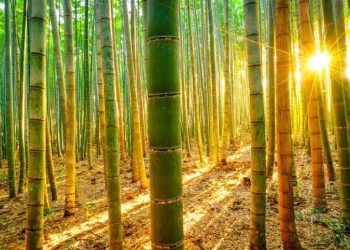 El Museo Internacional del Barroco Presenta una Exhibición Interactiva de Salvador Dalí