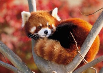 Max Verstappen Arranca Primero en el Gran Premio de Bakú