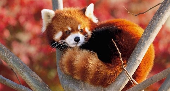 Max Verstappen Arranca Primero en el Gran Premio de Bakú