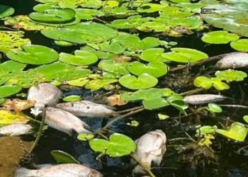 Ataque Armado en Espinal, Veracruz: Un Agente de Tránsito Muerto y Otro Herido