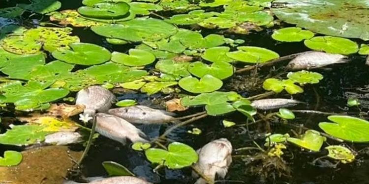 Ataque Armado en Espinal, Veracruz: Un Agente de Tránsito Muerto y Otro Herido