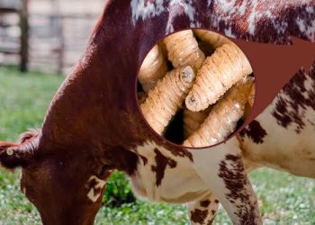 Hallan Cuerpo sin Vida en Bolsa de Plástico en Tapachula