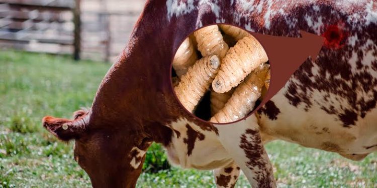 Hallan Cuerpo sin Vida en Bolsa de Plástico en Tapachula