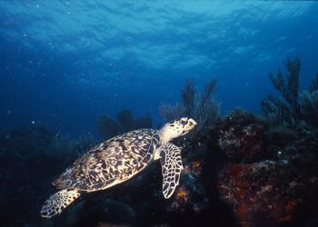 Plan de manejo de tortugas en Akumal muestra resultados positivos