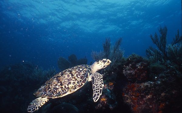 Plan de manejo de tortugas en Akumal muestra resultados positivos
