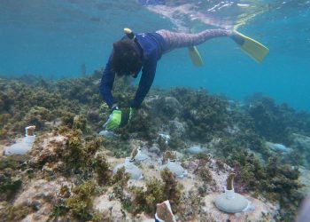Cancún logra reforestar una hectárea de arrecife gracias a proyecto de restauración