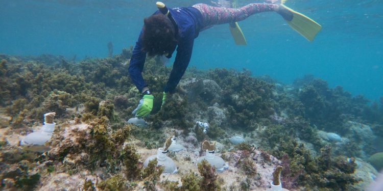 Cancún logra reforestar una hectárea de arrecife gracias a proyecto de restauración