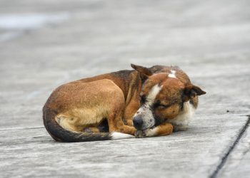 Fiscalía investiga 15 casos por crueldad animal en 2025
