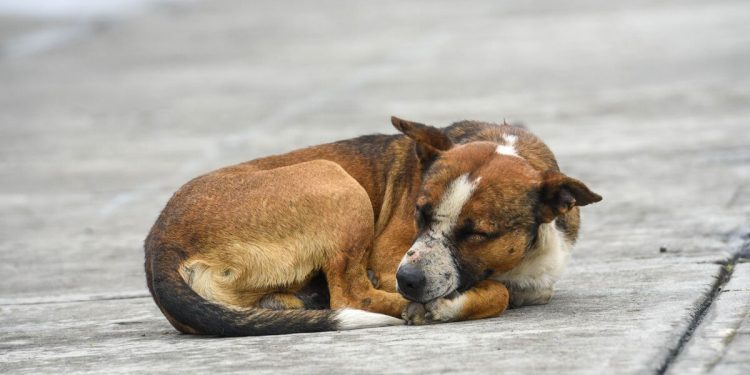 Fiscalía investiga 15 casos por crueldad animal en 2025