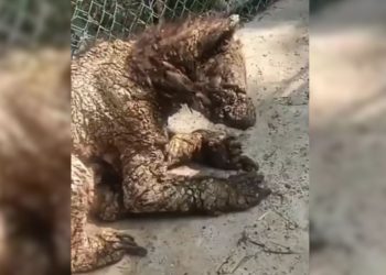 Denuncian maltrato de oso negro en zoológico La Pastora; recinto se defiende