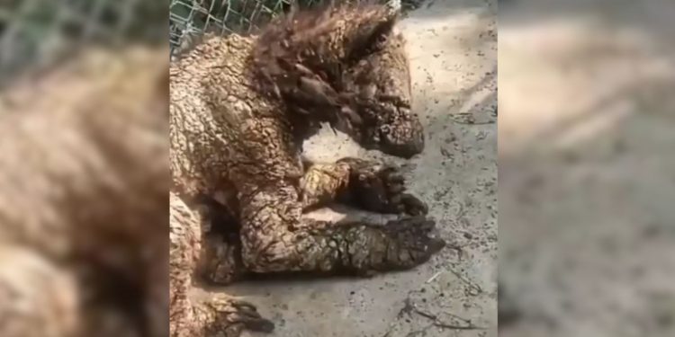 Denuncian maltrato de oso negro en zoológico La Pastora; recinto se defiende
