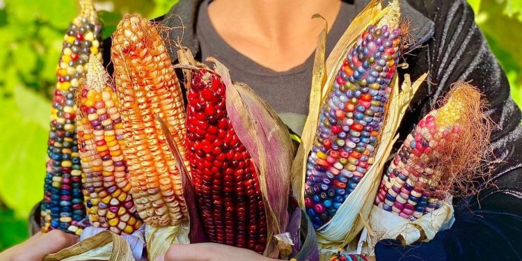 Felipe Carrillo Puerto se prepara para el segundo concurso gastronómico del maíz