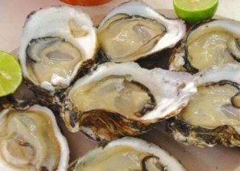 Veda del ostión a partir del 15 de septiembre, pararán mil pescadores.
