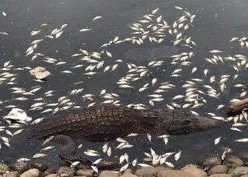 Hallan sin vida fauna en la Laguna de las Ilusiones