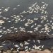 Hallan sin vida fauna en la Laguna de las Ilusiones