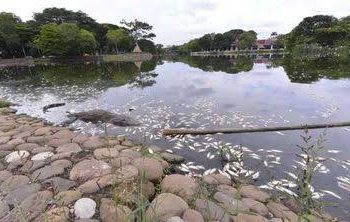 Por contaminación y falta de oxigenación mueren peces en La laguna de las ilusiones: especialista